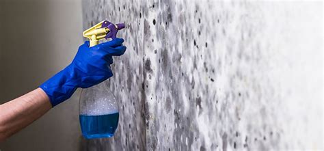 cleaning mud UAE|mold removal services in dubai.